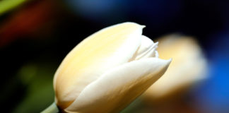 Autofocus (AF) 1055 0 autofocus