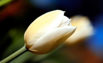 Autofocus (AF) 1055 0 autofocus