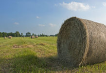 Campi nella fotografia 1070 0 Campi