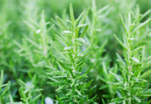 Il rosmarino 11 0 Rosmarino