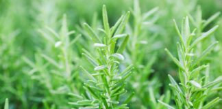 Il rosmarino 11 0 Rosmarino