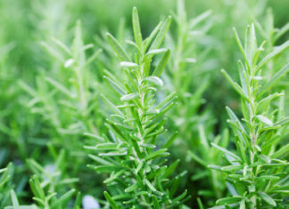 Il rosmarino 11 0 Rosmarino