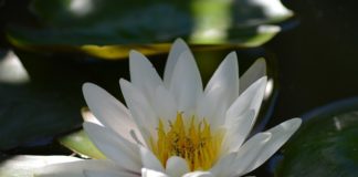 Ninfea 1112 0 Ninfea