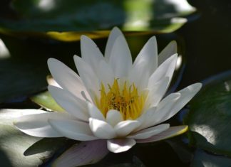 Ninfea 1112 0 Ninfea