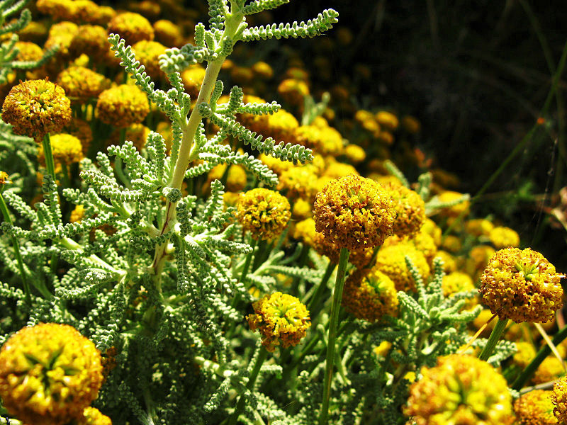 Elicriso 1116 0 Elicriso