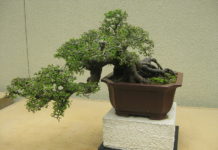 Olmo 1117 0 Olmo.JPG