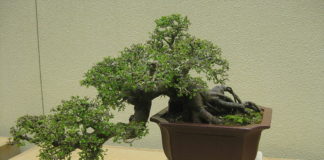 Olmo 1117 0 Olmo.JPG