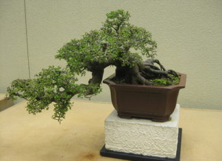 Olmo 1117 0 Olmo.JPG