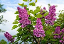 Lillà 1118 0 Lillà