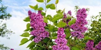 Lillà 1118 0 Lillà