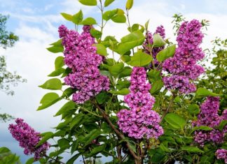 Lillà 1118 0 Lillà