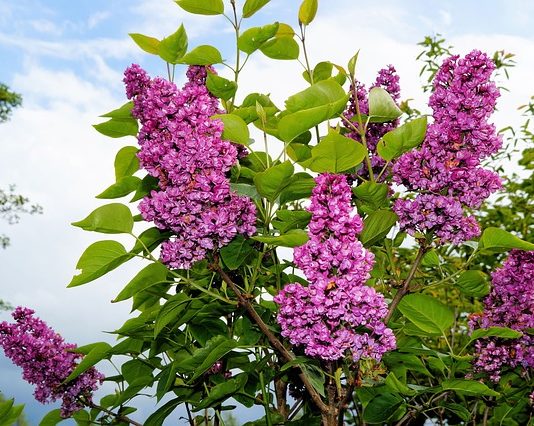 Lillà 1118 0 Lillà