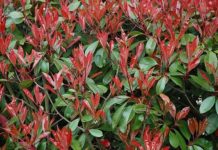 La fotinia 1119 0 Fotinia.JPG