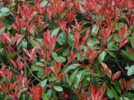 La fotinia 1119 0 Fotinia.JPG