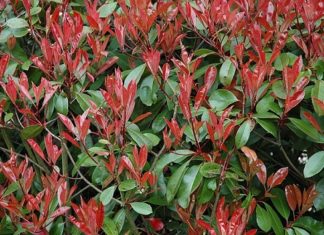 La fotinia 1119 0 Fotinia.JPG