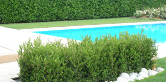 Il bosso 1120 0 il_bosso_ok