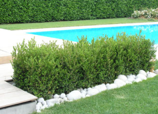 Il bosso 1120 0 il_bosso_ok