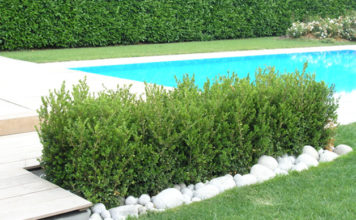 Il bosso 1120 0 il_bosso_ok