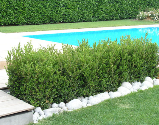 Il bosso 1120 0 il_bosso_ok