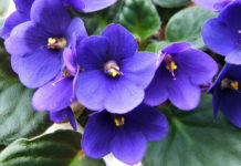 La violetta africana 1131 0 violetta_africana_ok