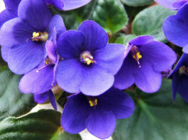 La violetta africana 1131 0 violetta_africana_ok