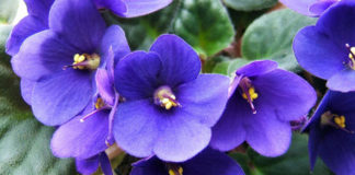 La violetta africana 1131 0 violetta_africana_ok