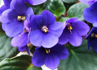 La violetta africana 1131 0 violetta_africana_ok