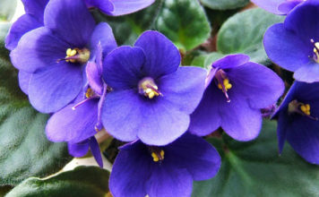 La violetta africana 1131 0 violetta_africana_ok