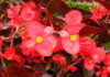 La Begonia 1141 0 begonia_ok