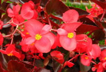 La Begonia 1141 0 begonia_ok