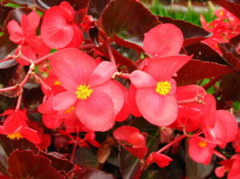 La Begonia 1141 0 begonia_ok