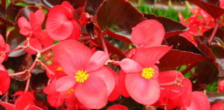 La Begonia 1141 0 begonia_ok