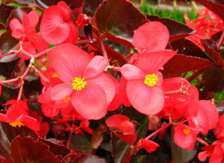 La Begonia 1141 0 begonia_ok