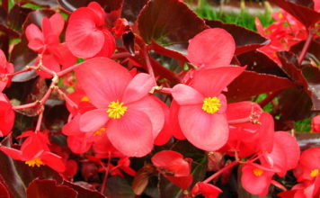 La Begonia 1141 0 begonia_ok