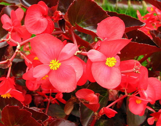 La Begonia 1141 0 begonia_ok