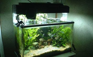 Oggetti per la pulizia dell’acquario 1156 0 Oggetti per la pulizia dellacquario