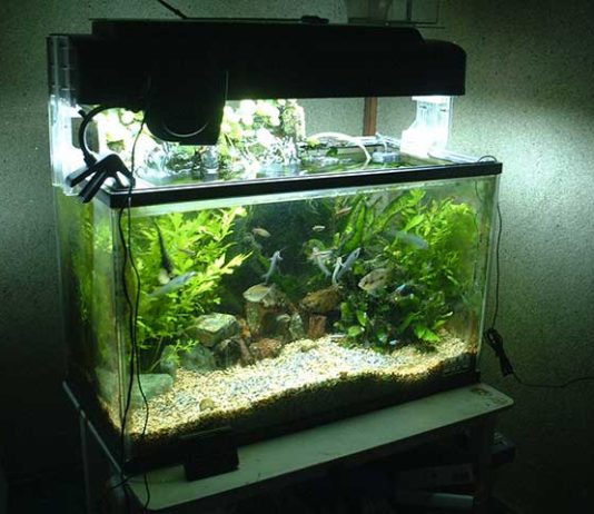 Oggetti per la pulizia dell’acquario 1156 0 Oggetti per la pulizia dellacquario