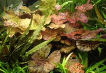 Le ninfee in acquario 1158 0 Le_ninfee_in_acquario_ok