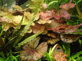 Le ninfee in acquario 1158 0 Le_ninfee_in_acquario_ok