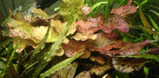 Le ninfee in acquario 1158 0 Le_ninfee_in_acquario_ok