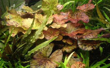 Le ninfee in acquario 1158 0 Le_ninfee_in_acquario_ok