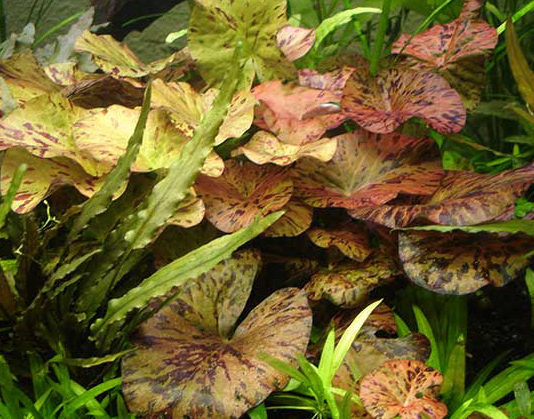 Le ninfee in acquario 1158 0 Le_ninfee_in_acquario_ok