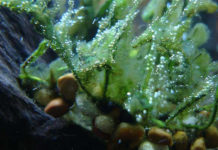 Come eliminare le alghe nell’acquario 1159 0 Come_eliminare_le_alghe_nell_acquario_ok