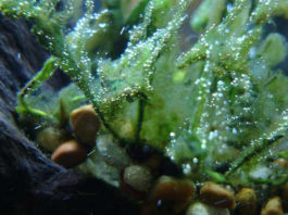 Come eliminare le alghe nell’acquario 1159 0 Come_eliminare_le_alghe_nell_acquario_ok
