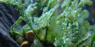 Come eliminare le alghe nell’acquario 1159 0 Come_eliminare_le_alghe_nell_acquario_ok