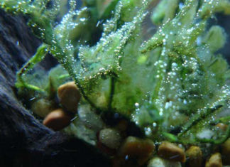 Come eliminare le alghe nell’acquario 1159 0 Come_eliminare_le_alghe_nell_acquario_ok