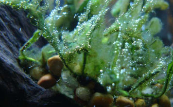 Come eliminare le alghe nell’acquario 1159 0 Come_eliminare_le_alghe_nell_acquario_ok