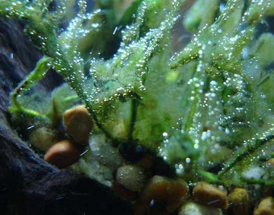 Come eliminare le alghe nell’acquario 1159 0 Come_eliminare_le_alghe_nell_acquario_ok