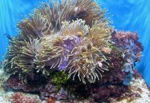 Tipi di corallo per acquario 1160 0 Tipi di corallo per acquario