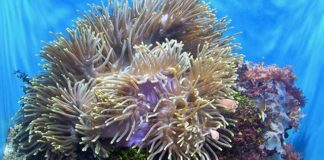 Tipi di corallo per acquario 1160 0 Tipi di corallo per acquario